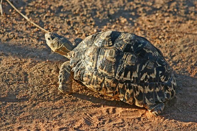 254 Okonjima, okonjima bush camp, luipaardschildpad.JPG